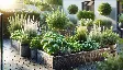 jardinage d'herbes aromatiques